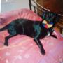 toby ball bed