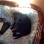 toby couch fluffy 2