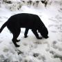 snow garden