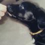 toby sniff