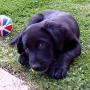 0000a tobycuteball