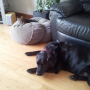 toby boxy 03052012