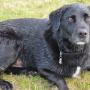wet dog 06102013