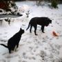 snow kiwi toby 2