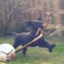 toby stick and ball