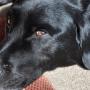 00 snoozy dog 2
