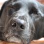 00 snoozy dog 3