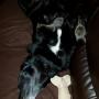 upside down dog 26062015