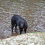 river waiting for stick 11032013
