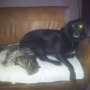 toby boxy 11012014