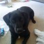 toby floor spenny