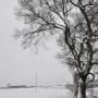 toby snow tree 14012013