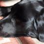 00 snoozy dog 1