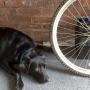 toby no fun bike